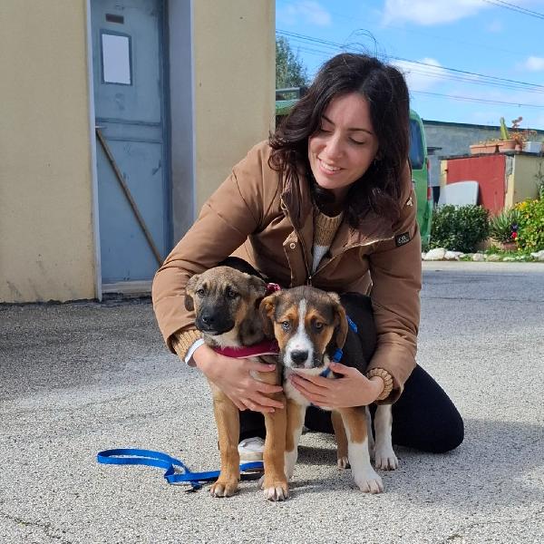 RIO cucciolo tricolore in adozione Foto 7
